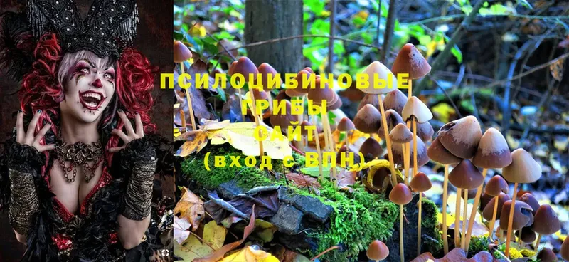 Галлюциногенные грибы Psilocybe  Нестеров 